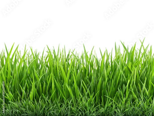 Realistic Green Grass on Transparent Background Ideal for Landscaping Projects and Ecological Designs Adds Authentic Natural Element to Your Visual Content