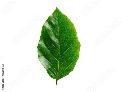 Fresh Green Leaf Isolated On Transparent Background Natural Foliage Element Detailed Veins Single Vibrant Leaf Plant Component Springtime Symbol For Design Work