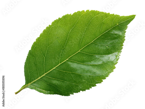 Single Green Leaf Isolated On Transparent Background Natural Plant Element For Decoration Design Clean Botanical Component Springtime Texture Close Up Macro Detail