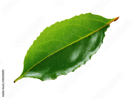 Bright Green Leaf Isolated On Transparent Background Natural Plant Texture Detailed Veins Single Clean Leaf Fresh Botanical Element For Decoration In Springtime