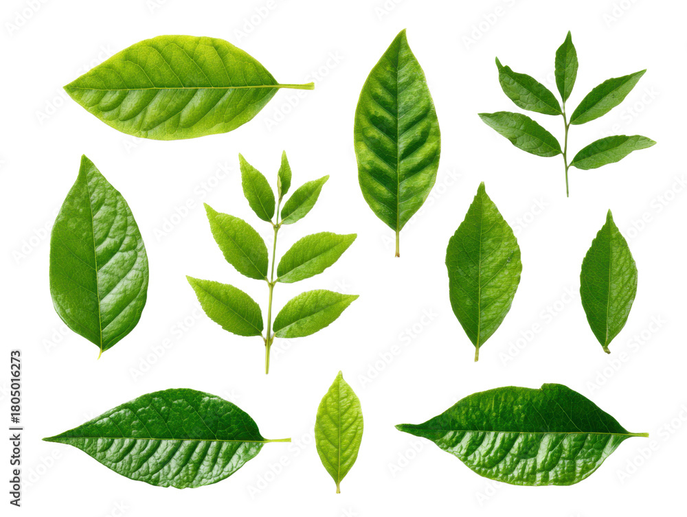 Fototapeta premium Collection of Green Leaves Isolated on Transparent Background Assortment of Various Different Shape Size Plant Leaves Foliage Botanical Elements Natural Forest Spring Season Detail Photo