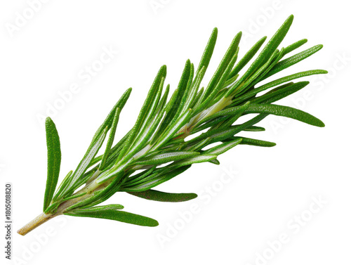 Fresh Rosemary Herb Branch on Transparent Background Aromatic Culinary Ingredient for Flavorful Cooking and Garnish Essential Oil and Herbal Medicine Green Branch Natural Spice