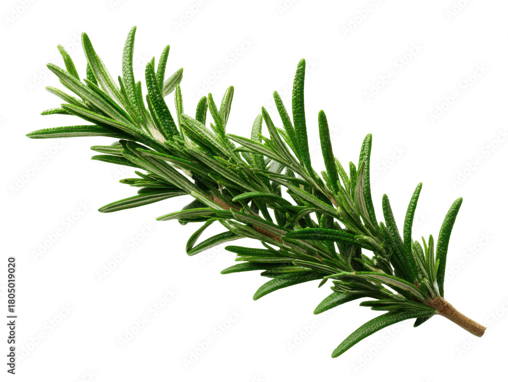 Fototapeta premium Sprig Of Fresh Rosemary Herb Isolated On Transparent Background Culinary Ingredient For Cooking Food Flavoring Condiment Aromatic Plant Kitchen Spice