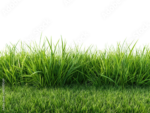 Vibrant Green Grass Isolated On Transparent Background Natural Ground Cover For Parks Gardens Lawns Meadows Pastures Fields Rural Countryside