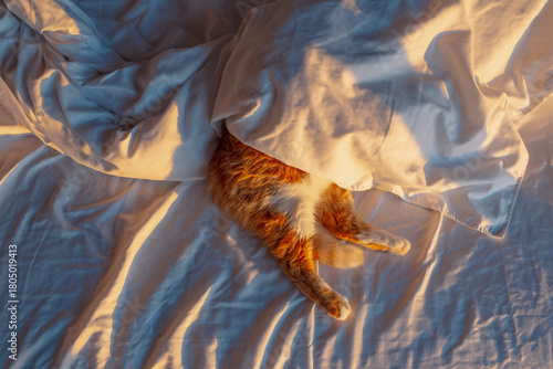 Close-up top view of back paws of red cat sleeping under the blanket. Sunlight and shadows.
