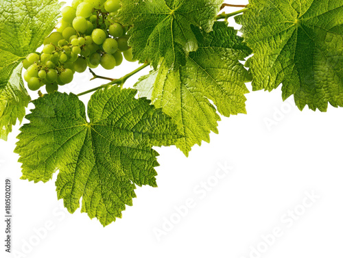 Green Grapevine Frame With Leaves and Grapes Isolated On Transparent Background Fresh Spring Foliage Decorative Element Vineyard Harvest Season Nature