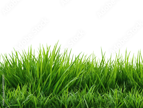 Fresh green grass isolated on transparent backdrop lawn with blades of grass against seamless background for design element vector illustration realistic nature image