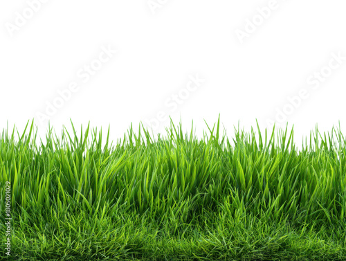 Lush green grass blades on transparent backdrop seamless field for landscape design lawn with natural plants vegetation cover vector illustration design element isolated object