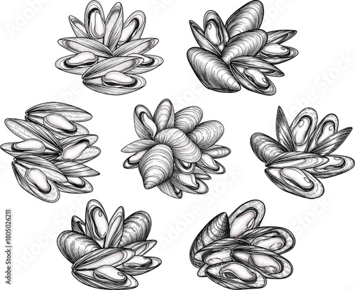 Engraved mussel cluster icon set in vintage seafood illustration style with detailed shell textures