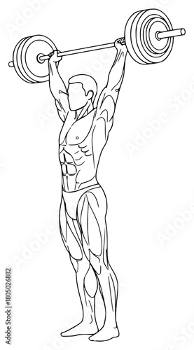 A line drawing of a muscular man lifting a barbell, emphasizing muscle structure, athletic, barbell, bodybuilder, head, illustration, lift, man, muscle, weight, against transparent background