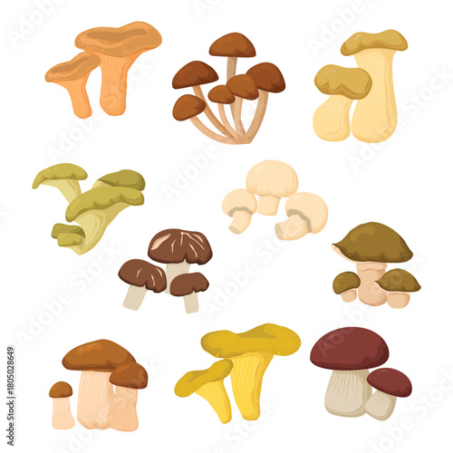 Mushroom Cluster With Various Shapes Illustration Collection