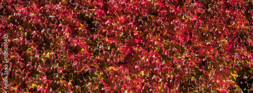 Vibrant red ivy clings to a sunlit wall, creating a warm, seasonal backdrop p...