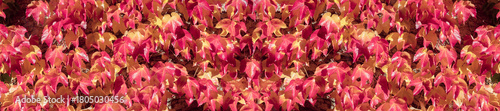 Vibrant Autumn Ivy Leaves in Red, Pink, and Orange Create Colorful Wall Coverage