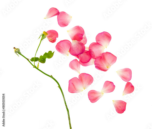 Pink rose petals fallen from stem and scattered.