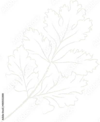 White outline of a fern frond on black leaf plant