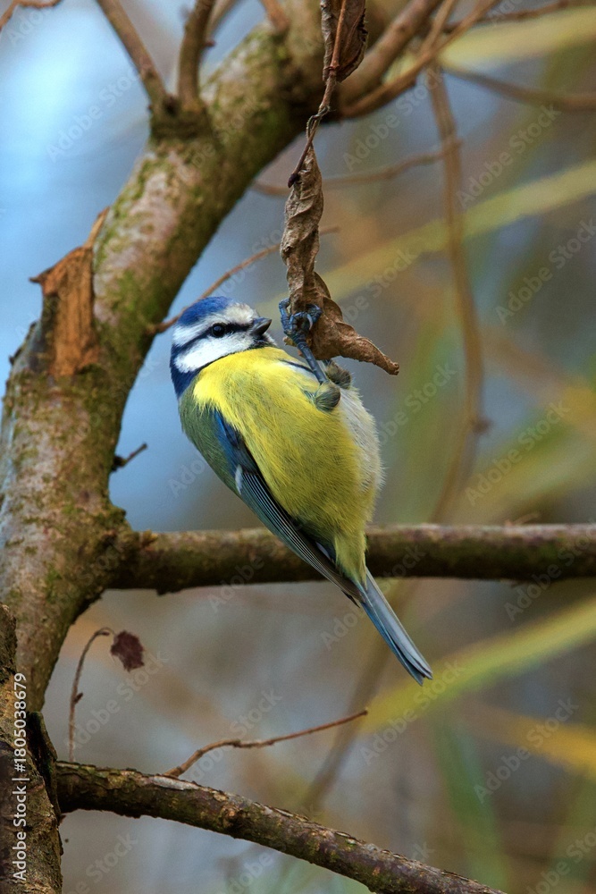 Fototapeta premium closeup of a blue tit