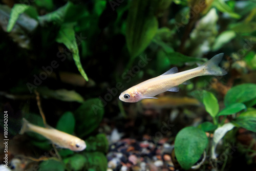 A couple of Fathead Minnow, Pimephales promelas, swimming in an aquarium