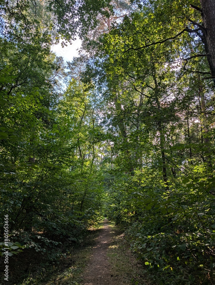 Fototapeta premium Lush Green Forest Canopy on a Sunny Day in Summer