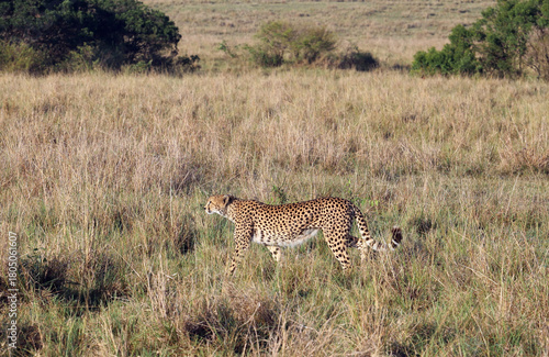 African Cheetah (Acinonyx jubatus)
