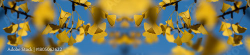 Golden Yellow Ginkgo Leaves On Blue Sky Branches In Autumn Light - Closeup Na...