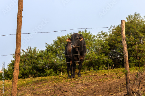 A strong bull stands behind a barbed-wire fence in a rural field, watching attentively. The scene highlights cattle farming, livestock management and agricultural landscape.