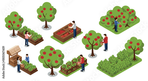 Isometric farmers harvesting and selling apples in an orchard