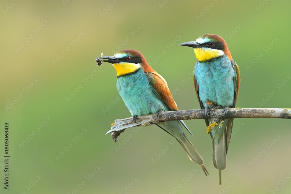 Fototapeta premium European bee-eater Merops apiaster bird songbird wildlife nature beautiful animal rain finch, animal, bird watching ornithology, flower bud fauna wildlife Europe