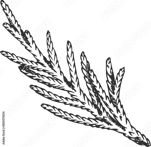 Black and white hand-drawn sketch of a cypress branch, coniferous tree.