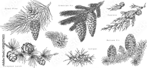 Black and white educational poster with various coniferous branches and tree cones, hand-drawn.