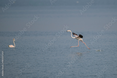 Greater Flamingos landing at Eker bay, Bahrain.