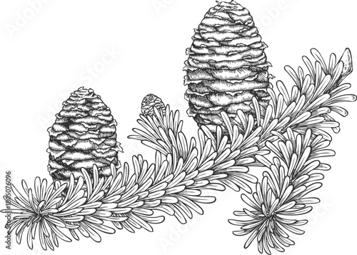 Black and white sketch of a balsam fir branch with cones, hand-drawn, coniferous tree.