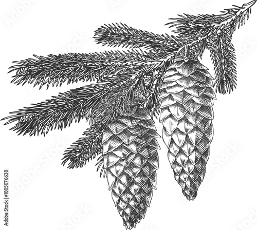 Hand sketch of a Siberian fir branch with cones, monochrome engraved style.