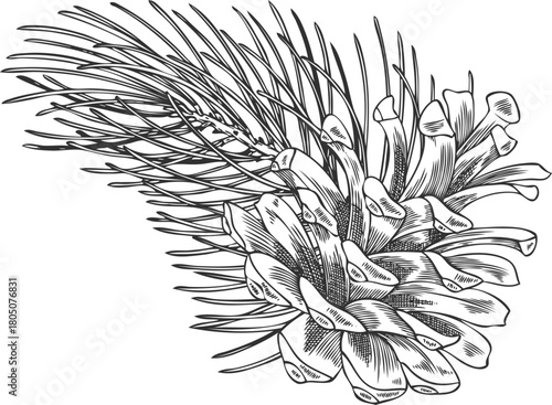 A hand-drawn black and white vintage illustration of a pine branch with a pine cone.