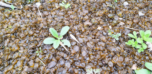 Yellow and brown balls of the Nostoc commune plant grow in the yard. Panorama.