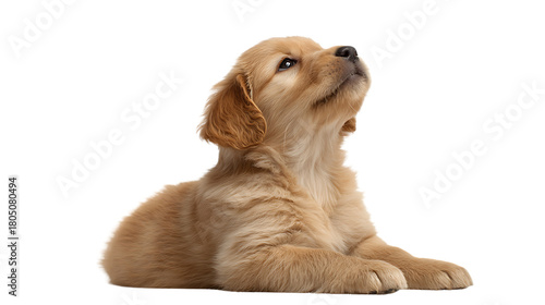Adorable golden retriever puppy lying down and looking up curiously, isolated on transparent background
