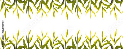 Corn field vector flat frame design, cartoon corn grows, high green maize plant stem, farm agricultural seamless border