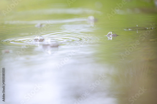Macro shot of raindrop ripples and small water bubbles on a smooth green water surface. Gentle motion and soft natural colors create a peaceful atmosphere with plenty of copy space.