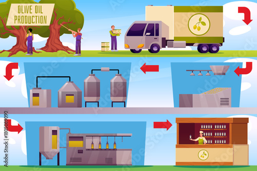 Olive oil production or manufacture process stages from cultivation to finished product, harvesting, factory extraction