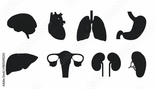 Set Of Human Organs silhouette illustration
