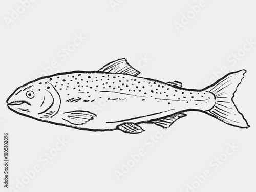 Hand drawn salmon fish. Seafood, marine fish, ink drawing, packaging design. Vector sketch illustration in vintage crayon charcoal style.