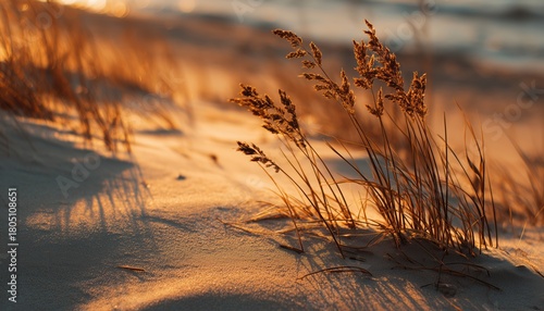 Fototapeta Naklejka Na Ścianę i Meble -  Golden Evening Sunlight Illuminating Sand Dunes And Plants On The Coast Of The Baltic Sea In Early Spring. Latvia'S Beauty In Nature.