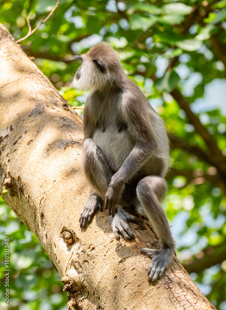 Obraz premium Gray hanuman langurs on a tree. Monkeys in the wild in the jungles of Sri Lanka. Troop of monkeys on trees. Wildlife scene with wild animals.