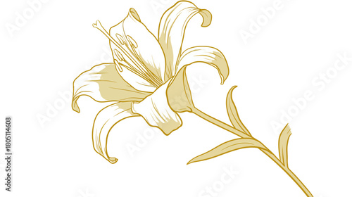 Elegant gold lily flower line art illustration on white background. Botanical drawing with graceful floral design for decor and spring themes.