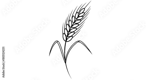Black and white illustration of a wheat plant with detailed leaves and seeds, isolated on white.