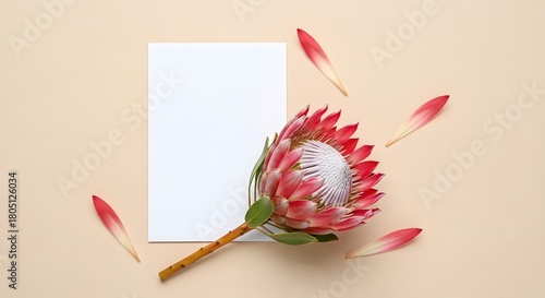 Elegant protea flower with blank card and falling petals on beige background