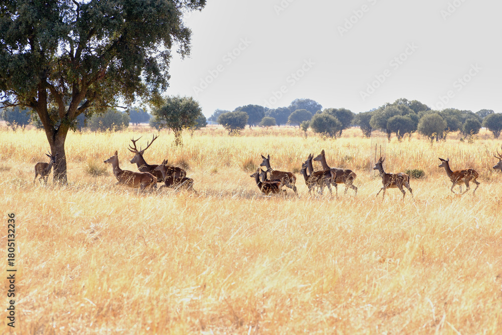 Naklejka premium Berrea en Parque nacional de Cabañeros