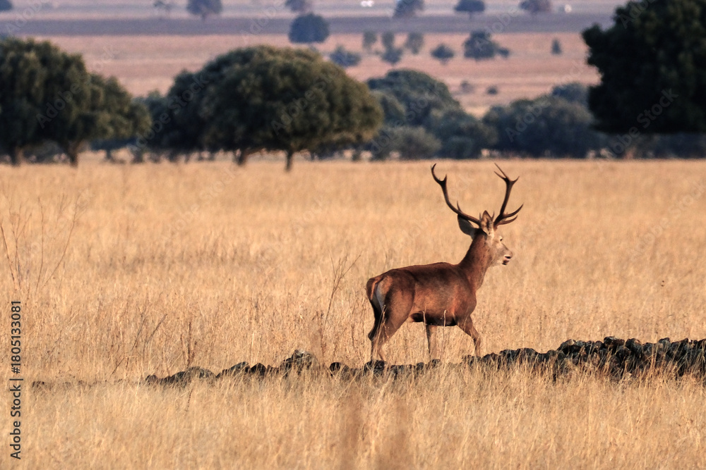 Fototapeta premium Berrea en Parque nacional de Cabañeros