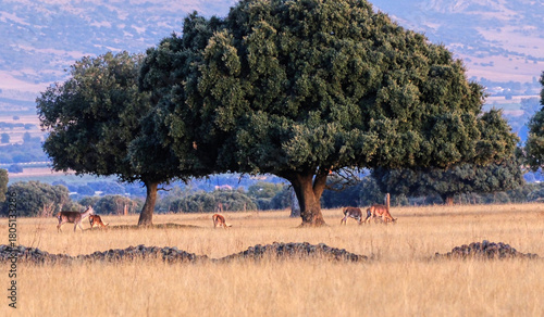 Berrea en Parque nacional de Cabañeros