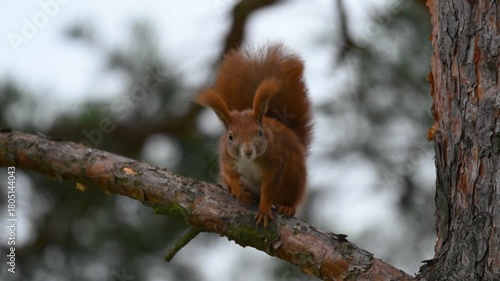 Red Squirrel Pausing to Look Directly at Camera