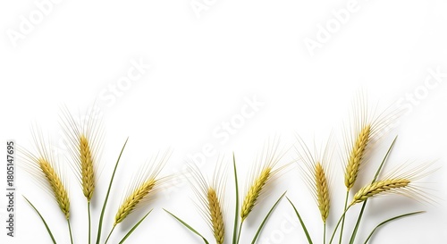 Several stalks of wheat with feathery tops isolated on white background